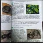 Snake species featured in the Bird & Environmental Club Field Guide, including the Spotted Bush Snake and Brown Water Snake.