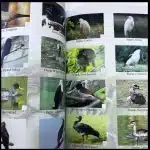 Bird species featured in the Bird & Environmental Club Field Guide, including ducks, egrets, and finches.